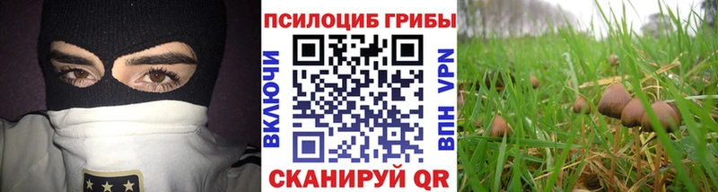 Купить закладки  Чегем  Псилоцибиновые грибы MAGIC MUSHROOMS 